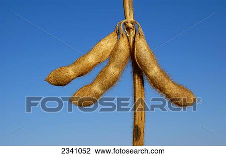 Stock Image - Agriculture - Closeup of mature, harvest ready, soybean pods, in late afternoon light against a blue sky / Iowa, USA.. Fotosearch