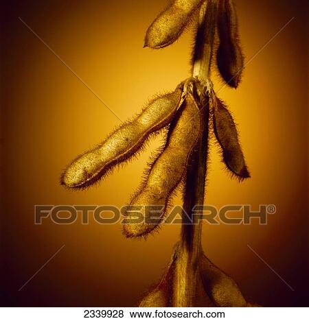 Agriculture - Closeup of mature, harvest stage, soybean pods with a brown background, studio. View Large Photo Image Stock Photo - Agriculture - Closeup of mature, harvest stage, soybean pods with a brown background, studio.. Fotosearch