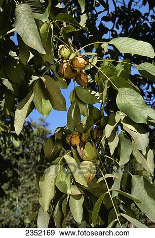 Stock Photo - Agriculture - Closeup of mature, harvest ready, walnuts on the tree in early autumn, with husks dried and fully cracked open / Linden, California, USA.. Fotosearch