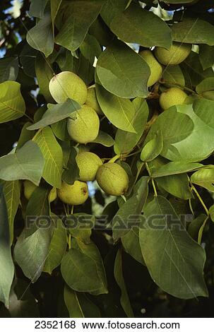 Stock Photo - Agriculture - Closeup of mature walnuts on the tree in late summer, with husks just beginning to crack open / Linden, California, USA.. Fotosearch