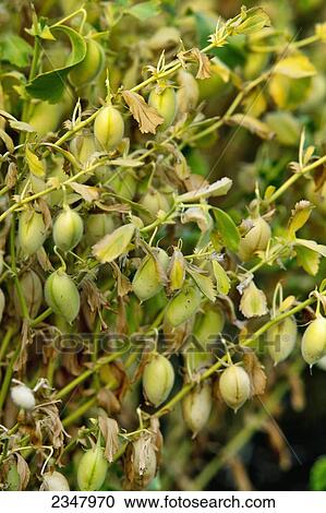 Agriculture - Closeup of maturing garbanzo beans (chick peas) / near Pullman, Washington, USA. View Large Photo Image Stock Image - Agriculture - Closeup of maturing garbanzo beans (chick peas) / near Pullman, Washington, USA.. Fotosearch