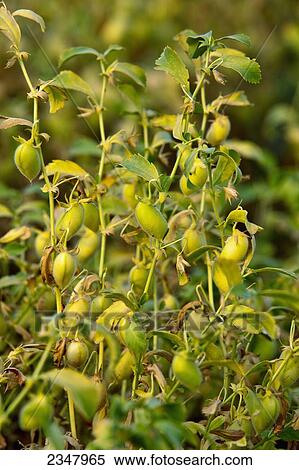 Stock Photography - Agriculture - Closeup of maturing garbanzo beans (chick peas) / near Pullman, Washington, USA.. Fotosearch