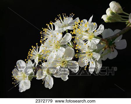 Agriculture - Closeup of prune blossoms in full bloom in Spring / near Marysville, California, USA. View Large Photo Image Stock Photo - Agriculture - Closeup of prune blossoms in full bloom in Spring / near Marysville, California, USA.. Fotosearch