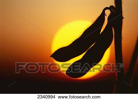 Picture - Agriculture - Closeup of soybean pods silhouetted by the sunset / Iowa, USA.. Fotosearch