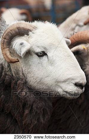 Stock Image - Agriculture - Closeup of the head of a Herdwick sheep, a breed that lives in the mountains of the English Lake District and are very hardy / English Lake District, United Kingdom.. Fotosearch