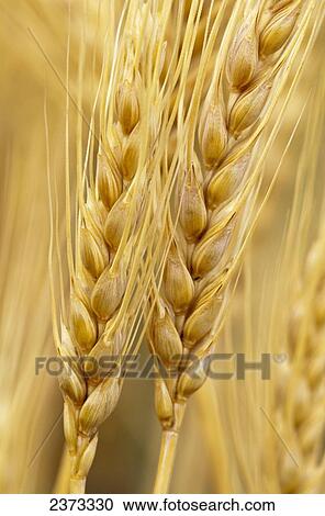 Stock Image - Agriculture - Closeup of two mature harvest ready bearded wheat heads / Palouse Region, Washington, USA.. Fotosearch