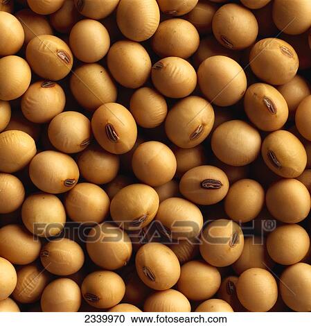 Agriculture - Closeup view of harvested soybeans in perfect condition with no splits or cracks. View Large Photo Image Stock Image - Agriculture - Closeup view of harvested soybeans in perfect condition with no splits or cracks.. Fotosearch