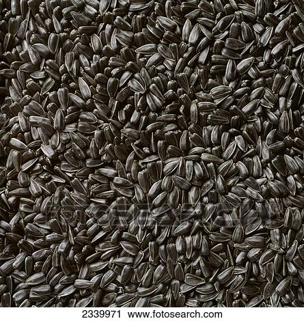 Agriculture - Closeup view of harvested high-oil sunflower kernels. View Large Photo Image Stock Image - Agriculture - Closeup view of harvested high-oil sunflower kernels.. Fotosearch