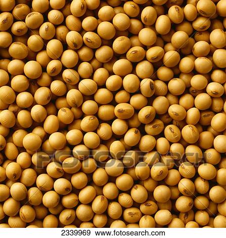 Agriculture - Closeup view of harvested soybeans in perfect condition with no splits or cracks. View Large Photo Image Stock Photo - Agriculture - Closeup view of harvested soybeans in perfect condition with no splits or cracks.. Fotosearch