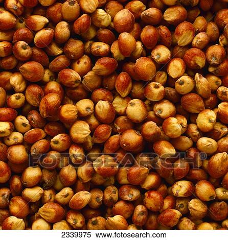 Agriculture - Closeup view of harvested grain sorghum (milo) kernels. View Large Photo Image Stock Photography - Agriculture - Closeup view of harvested grain sorghum (milo) kernels.. Fotosearch