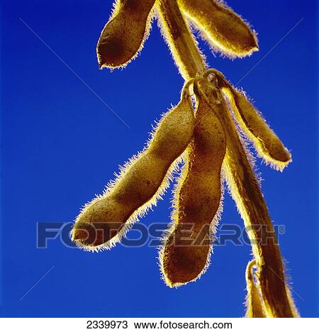 Stock Image - Agriculture - Closeup view of mature, harvest stage soybean pods on the plant.. Fotosearch