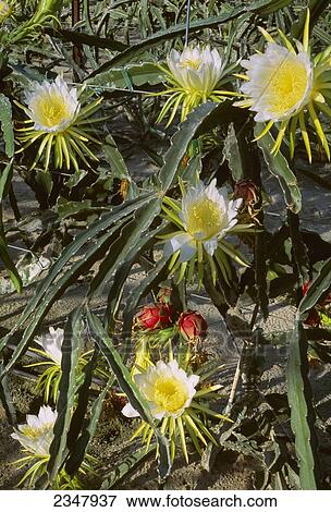 Stock Photo - Agriculture - Commercially grown Dragon Fruit (Hylocereus undatus), showing blooming flowers and ripe fruit. Flowers open at night and are pollinated with a brush / Borrego Springs, California, USA.. Fotosearch