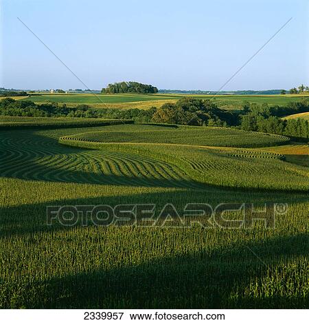 Agriculture - Contour strips of mid growth tassel stage grain corn in late afternoon light with windrows of cut alfalfa between corn strips, and farmsteads in the distance / Iowa, USA. View Large Photo Image Stock Photo - Agriculture - Contour strips of mid growth tassel stage grain corn in late afternoon light with windrows of cut alfalfa between corn strips, and farmsteads in the distance / Iowa, USA.. Fotosearch