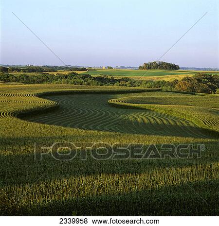 Agriculture - Contour strips of mid growth tassel stage grain corn in late afternoon light with windrows of cut alfalfa between corn strips, and farmsteads in the distance / Iowa, USA. View Large Photo Image Stock Photo - Agriculture - Contour strips of mid growth tassel stage grain corn in late afternoon light with windrows of cut alfalfa between corn strips, and farmsteads in the distance / Iowa, USA.. Fotosearch