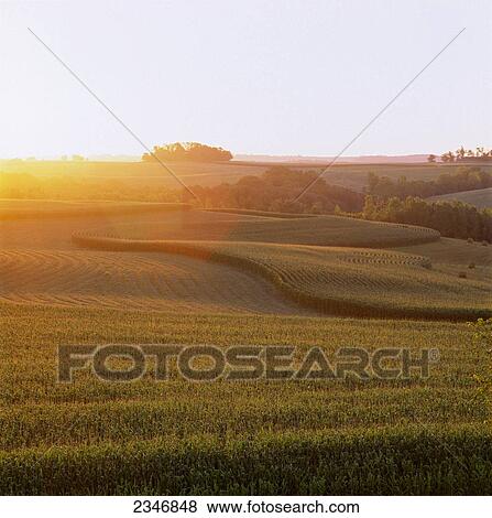 Stock Photo - Agriculture - Contour strips of mid growth tasseled Summer grain corn and windrowed alfalfa in early morning light / Northeast Iowa, USA.. Fotosearch