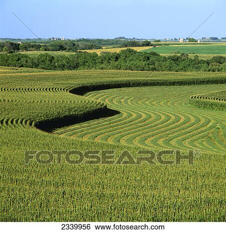 Agriculture - Contour strips of mid growth tassel stage grain corn in late afternoon light with windrows of cut alfalfa between corn strips, and farmsteads in the distance / Iowa, USA. View Large Photo Image Stock Photograph - Agriculture - Contour strips of mid growth tassel stage grain corn in late afternoon light with windrows of cut alfalfa between corn strips, and farmsteads in the distance / Iowa, USA.. Fotosearch