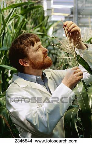 Picture - Agriculture - Corn research; researcher examining corn plants in a greenhouse / Iowa, USA.. Fotosearch