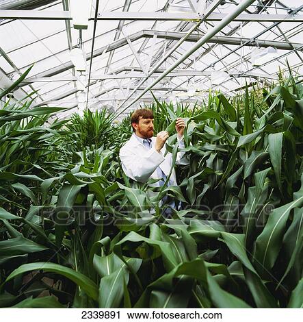 Agriculture - Corn research; researcher examining corn plants in a greenhouse / Iowa, USA. View Large Photo Image Stock Image - Agriculture - Corn research; researcher examining corn plants in a greenhouse / Iowa, USA.. Fotosearch