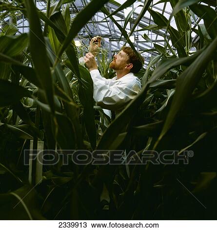 Stock Image - Agriculture - Corn research; researcher examining corn plants in a greenhouse / Iowa, USA.. Fotosearch