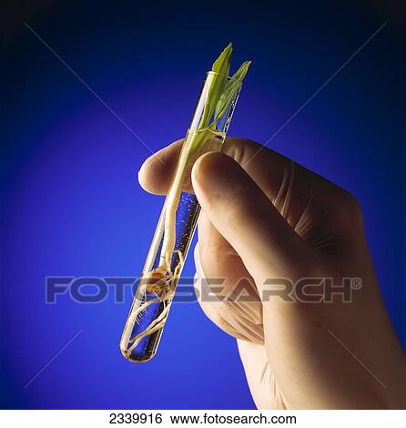Agriculture - Corn research; researcher's gloved hand holding a test tube containing a grain corn seedling / USA. View Large Photo Image Stock Photograph - Agriculture - Corn research; researcher's gloved hand holding a test tube containing a grain corn seedling / USA.. Fotosearch
