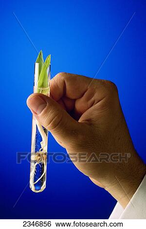 Agriculture - Corn research; researcher's hand holding a test tube containing a grain corn seedling / USA. View Large Photo Image Stock Photograph - Agriculture - Corn research; researcher's hand holding a test tube containing a grain corn seedling / USA.. Fotosearch