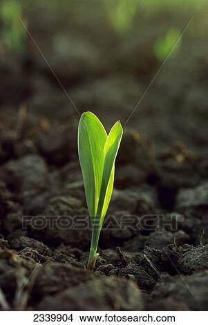 Agriculture - Corn seedling emerging from the ground, two leaf stage / Iowa, USA. View Large Photo Image Picture - Agriculture - Corn seedling emerging from the ground, two leaf stage / Iowa, USA.. Fotosearch