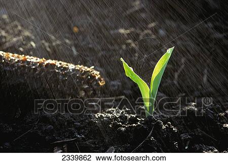 Stock Image - Agriculture - Corn seedling emerging from the ground in the rain / Iowa, USA.. Fotosearch