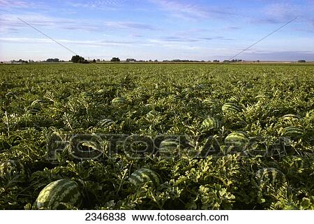 Stock Photo - Agriculture - Crimson Sweet seedless watermelon field / Southern Colorado, USA.. Fotosearch
