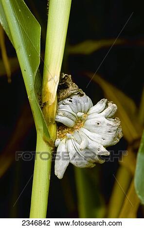 Stock Image - Agriculture - Crop disease; Corn Smut, a common fungus sometimes associated with drought / Central Iowa, USA.. Fotosearch