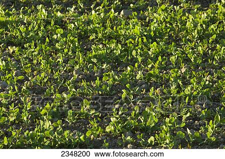 Stock Image - Agriculture - Crop of healthy early growth fresh pea plants / near Burlington, Washington, USA.. Fotosearch