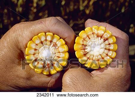 Agriculture - Cross section of ear of mature grain corn showing kernel depth and milk line / Wisconsin, USA. View Large Photo Image Stock Image - Agriculture - Cross section of ear of mature grain corn showing kernel depth and milk line / Wisconsin, USA.. Fotosearch