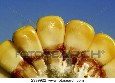 Agriculture - Cross section of grain corn ear showing kernel depth and milk line / Iowa, USA. View Large Photo Image Stock Image - Agriculture - Cross section of grain corn ear showing kernel depth and milk line / Iowa, USA.. Fotosearch