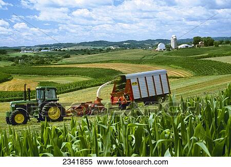 Stock Photography - Agriculture - Cutting and windrowing alfalfa next to corn, contour strip farming / Wisconsin, USA.. Fotosearch