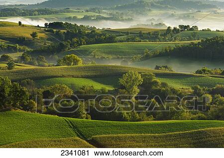 Agriculture - Dairy land at sunrise showing cornfields, alfalfa fields, dairies, silos and fog in low lying areas / Southwest Wisconsin, USA. View Large Photo Image Stock Image - Agriculture - Dairy land at sunrise showing cornfields, alfalfa fields, dairies, silos and fog in low lying areas / Southwest Wisconsin, USA.. Fotosearch