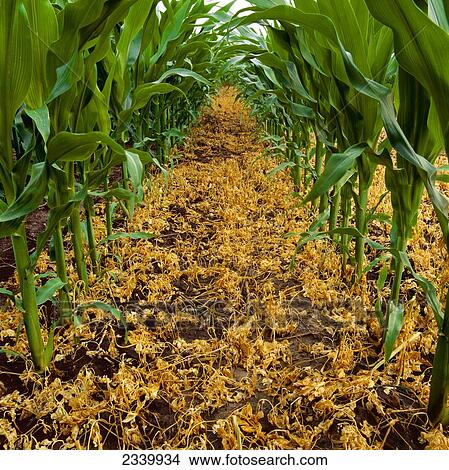 Picture - Agriculture - Dead Lamb's Quarters (weeds) between the rows of mid growth genetically altered herbicide resistant grain corn showing the resulting effects of an herbicide application / Iowa, USA.. Fotosearch