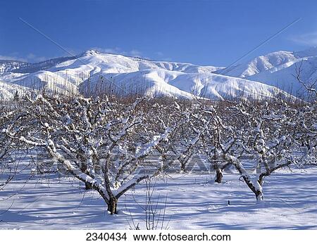 Picture - Agriculture - Dormant apple orchards in winter snow / near Monitor, Washington, USA.. Fotosearch