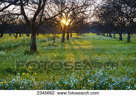 Stock Image - Agriculture - Dormant walnut orchard in Winter with the setting sun filtering through the trees and wildflowers growing on the orchard floor / Sacramento Valley, California, USA.. Fotosearch