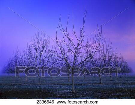 Agriculture - Dormant walnut orchard in Winter at dusk / near Butte City, California, USA. View Large Photo Image Stock Photograph - Agriculture - Dormant walnut orchard in Winter at dusk / near Butte City, California, USA.. Fotosearch
