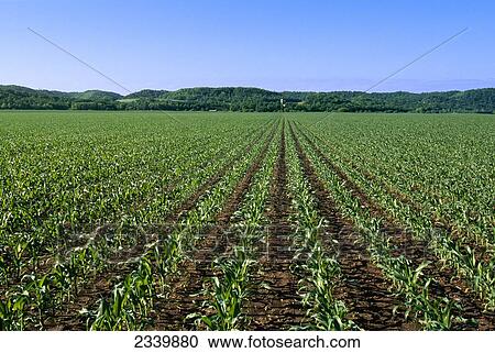 Agriculture - Early growth grain corn field with a farmstead in the distance / Northeast Iowa, USA. View Large Photo Image Stock Image - Agriculture - Early growth grain corn field with a farmstead in the distance / Northeast Iowa, USA.. Fotosearch