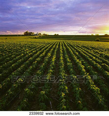 Agriculture - Early growth minimum tillage soybean field at sunset, showing corn stubble from the previous year, with a country road and farmstead in the distance / Central Iowa, USA. View Large Photo Image Stock Image - Agriculture - Early growth minimum tillage soybean field at sunset, showing corn stubble from the previous year, with a country road and farmstead in the distance / Central Iowa, USA.. Fotosearch