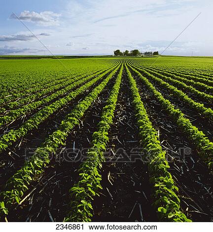 Stock Image - Agriculture - Early growth minimum tillage soybean field showing corn stubble from the previous year and a farmstead in the distance / Central Iowa, USA.. Fotosearch