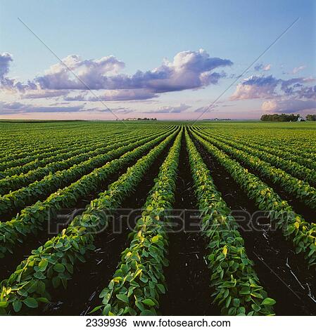 Agriculture - Early growth minimum tillage soybean field at sunset, showing corn stubble from the previous year, with farmsteads in the distance / Central Iowa, USA. View Large Photo Image Stock Photograph - Agriculture - Early growth minimum tillage soybean field at sunset, showing corn stubble from the previous year, with farmsteads in the distance / Central Iowa, USA.. Fotosearch