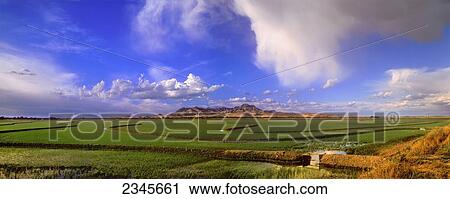 Stock Image - Agriculture - Early growth rice fields with the Sutter Buttes in the background / Sutter County, California, USA.. Fotosearch