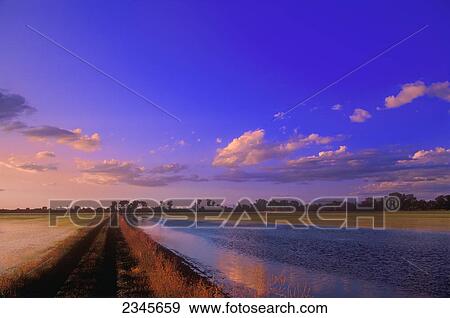 Stock Photo - Agriculture - Early growth rice fields with a dramatic sunset above / near Willows, California, USA.. Fotosearch