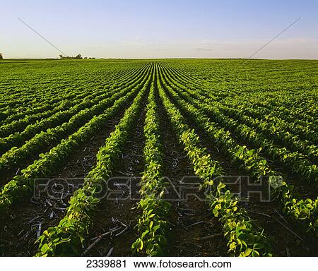 Stock Image - Agriculture - Early growth soybean field in late afternoon light. Minimum tillage shows last season's corn stubble between rows / Central Iowa, USA.. Fotosearch