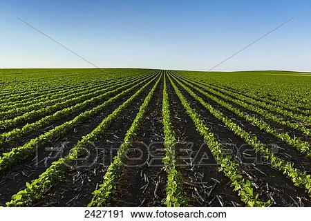 Stock Image - Agriculture - Early growth soybean field showing corn debris from the previous year. Fotosearch