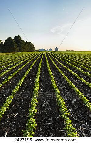 Stock Photography - Agriculture - Early growth soybean field showing corn debris from the previous year. Fotosearch
