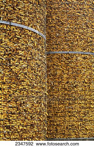 Stock Image - Agriculture - Ears of harvested grain corn drying in wire corn cribs / Defiance, Ohio, USA.. Fotosearch