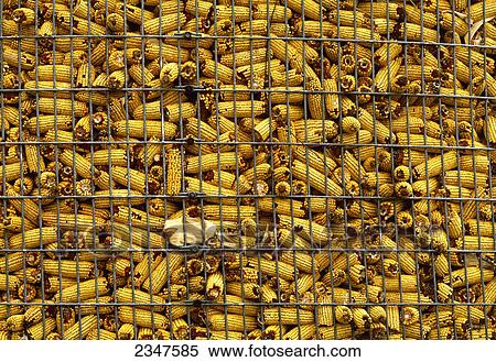 Stock Photography - Agriculture - Ears of harvested grain corn drying in a wire corn crib / Defiance, Ohio, USA.. Fotosearch