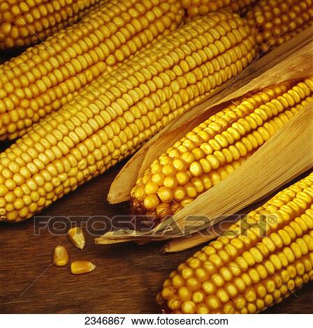 Stock Photo - Agriculture - Ears of mature harvested grain corn.. Fotosearch